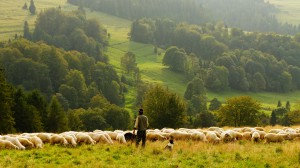 a relaxing view of rolling hills dotted with trees and a field with a flock of sheep and a shepherd