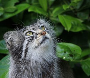 Unrelated image from pexels.com to make this post look nicer in social media shares and because Pallas Cats are the best.
