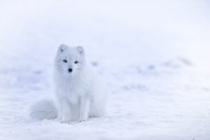 a white fox sits in the snow, looking toward the camera